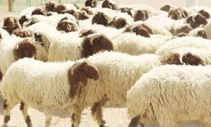 كيلو الخروف البرقي قايم بكام.. أسعار الأضاحي قبل عيد الأضحى 2025 كيلو الخروف البرقي قايم بكام.. أسعار الأضاحي قبل عيد الأضحى 2025