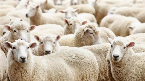 16 معلومة عن الأضحية وأحكامها وشروطها قبل عيد الأضحى 16 معلومة عن الأضحية وأحكامها وشروطها قبل عيد الأضحى