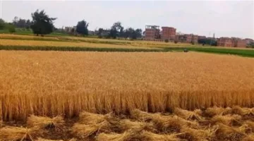 الزراعة تكشف عن إتمام حصاد 2.4 مليون فدان مزروعة بالقمح حتى الآن
