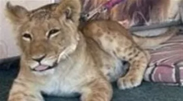 الحماية البيئة تنقذ شبل أسد للمرة الثانية بأحد مخيمات سياحة السفاري بالغردقة