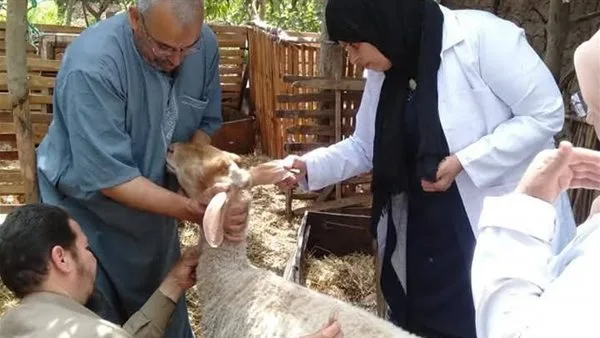 بالأرقام.. محافظ المنوفية يكشف إجمالي ما تم تحصينه من المواشي بالأرقام.. محافظ المنوفية يكشف إجمالي ما تم تحصينه من المواشي