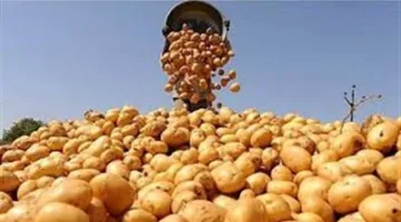 فحص أكثر من مليون طن من بطاطس المائدة للتصدير إلى الخارج.. و 622 ألف فدان خالية من العفن البني