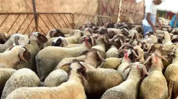 مع اقتراب العيد 2025.. أسعار الأضاحي واللحوم بالأسواق ومنافذ الزراعة
