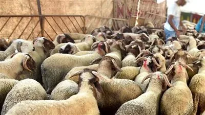 مع اقتراب العيد 2025.. أسعار الأضاحي واللحوم بالأسواق ومنافذ الزراعة مع اقتراب العيد 2025.. أسعار الأضاحي واللحوم بالأسواق ومنافذ الزراعة