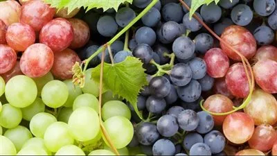 بعد وصوله لـ 150 جنيه.. موعد انخفاض سعر العنب بعد وصوله لـ 150 جنيه.. موعد انخفاض سعر العنب