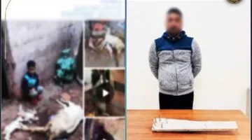 الداخلية تضبط راعي أغنام لاعتداءه على كلاب ضالة في البحيرة