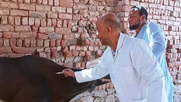 تحصين 40 ألف حيوان خلال شهري أبريل ومايو في أسوان