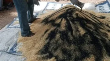 زراعة المنيا: مبادرة لمواجهة القوارض بعد جمع المحاصيل الشتوية