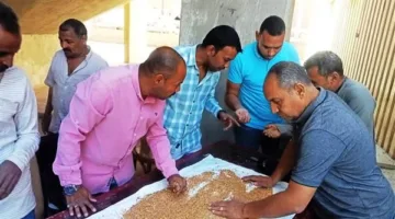 صوامع وشون أسوان تستقبل 257,440 طن من القمح