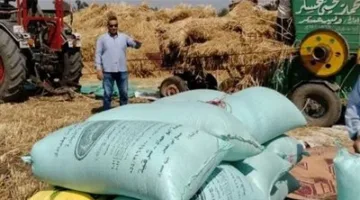 تسليم ٤٤٤٥٢٠ طن و ٥٨٤ كيلو جرام من القمح المحلي لمخازن وصوامع محافظة الشرقية
