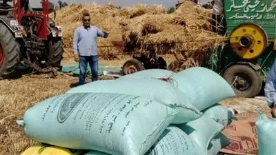 تسليم ٤٤٤٥٢٠ طن و ٥٨٤ كيلو جرام من القمح المحلي لمخازن وصوامع محافظة الشرقية تسليم ٤٤٤٥٢٠ طن و ٥٨٤ كيلو جرام من القمح المحلي لمخازن وصوامع محافظة الشرقية