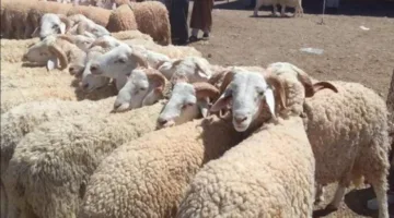 قبل عيد الأضحى 2025: ما هي متطلبات الأضحية والأشياء التي تبطلها؟