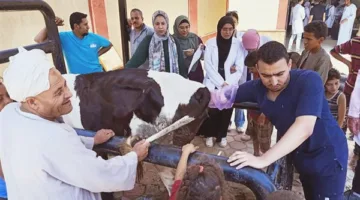 اليوم، قافلة طبية بيطرية مجانية في قرية المحارزة بقنا