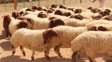 هل يجوز تقديم الأضحية للميت؟ تعرف على رأي الدين