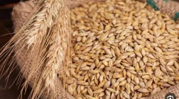 أسعار الأرز الشعير اليوم السبت 24 مايو 2025 للأصناف الرفيعة والعريضة