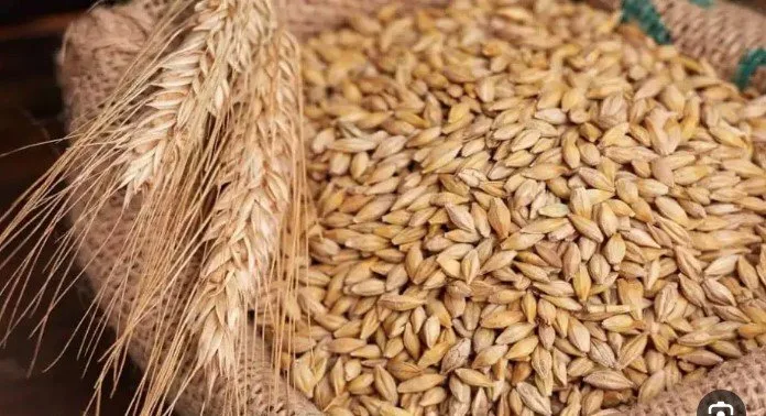 كم تكلفة الطن؟.. أسعار الأرز الشعير اليوم الأربعاء 14 مايو 2025 كم تكلفة الطن؟.. أسعار الأرز الشعير اليوم الأربعاء 14 مايو 2025