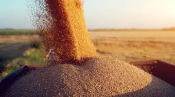 ضبط 34 طنًا من القمح المحلي في مخازن ومحلات أعلاف تستخدمه بطرق غير قانونية في محافظة البحيرة