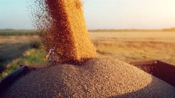 ضبط 34 طنًا من القمح المحلي في مخازن ومحلات أعلاف تستخدمه بطرق غير قانونية في محافظة البحيرة