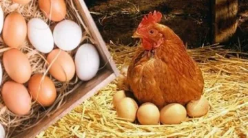 أسعار الفراخ والبيض ليوم الخميس 29 مايو 2025