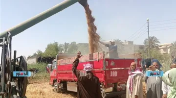 “الزراعة”: إنتاج القمح يتوقع أن يصل إلى 10 ملايين طن هذا العام وبشائر جيدة للمحصول