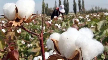 الإحصاءات والتعبئة: استهلاك 107.5 ألف قنطار متري من الأقطان في عام 2024