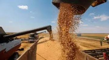 صوامع بني سويف تستقبل 192 ألف طن من القمح المحلي منذ بدء عمليات التوريد.