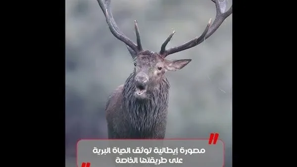 فنانة التمويه: مشاهد مذهلة للحيوانات البرية من عدسة مصورة إيطالية (فيديو) فنانة التمويه: مشاهد مذهلة للحيوانات البرية من عدسة مصورة إيطالية (فيديو)