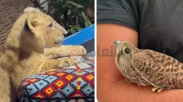 احتجاز شبل أسد.. وإنقاذ صقر صغير وإطلاق سراحه في الغردقة