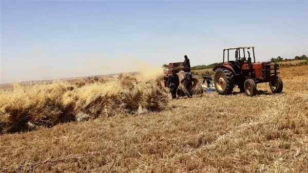 الحكومة: استمرار الجهود لحماية المخزون الاستراتيجي من القمح وتبسيط عمليات توريده الحكومة: استمرار الجهود لحماية المخزون الاستراتيجي من القمح وتبسيط عمليات توريده