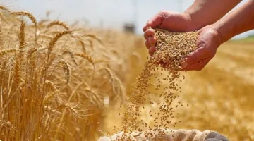 جهود الدولة للحفاظ على مخزون القمح وتعزيز التوريد المحلي من خلال دعم المزارعين (فيديو)