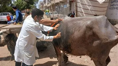 الجهود الميدانية المكثفة للخدمات البيطرية لتعزيز صحة الحيوانات في كافة المحافظات الجهود الميدانية المكثفة للخدمات البيطرية لتعزيز صحة الحيوانات في كافة المحافظات