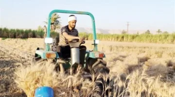 استلام 173 ألف طن من القمح في صوامع وشون بني سويف حتى الآن