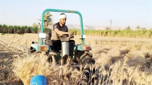 استلام 173 ألف طن من القمح في صوامع وشون بني سويف حتى الآن
