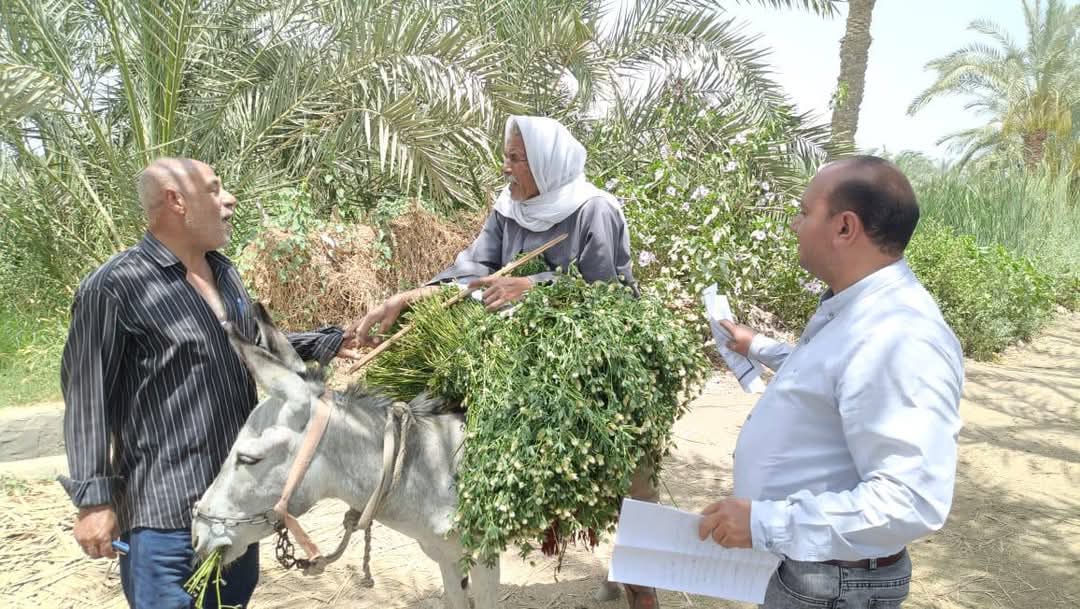 رصد زراعة أرز مخالفة في قرية قصر بياض التابعة لمركز إبشواي بالفيوم  <br> 