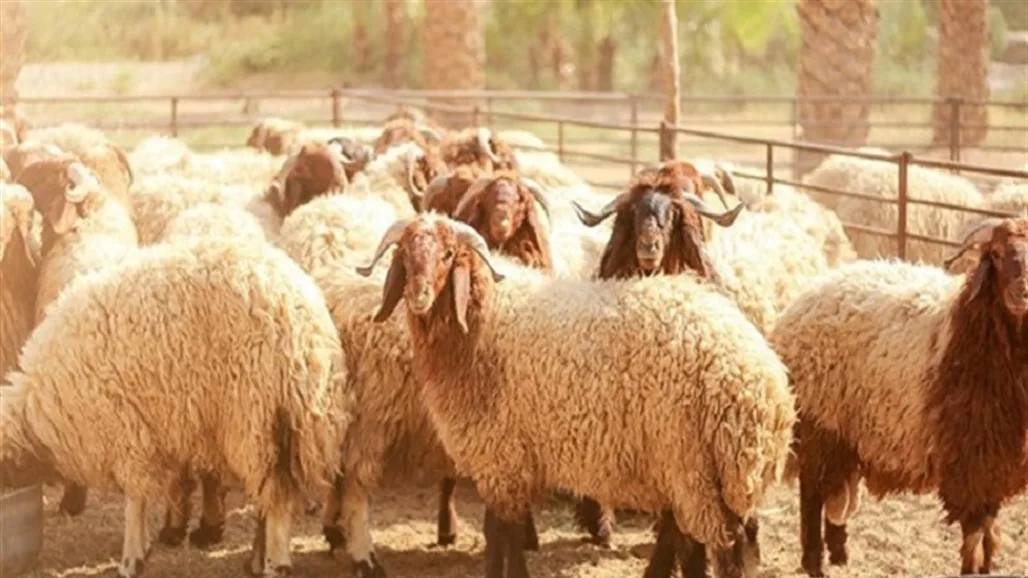 معلومات حول عيد الأضحى: توقيت التكبير، ذبح الأضاحي، والإجازة