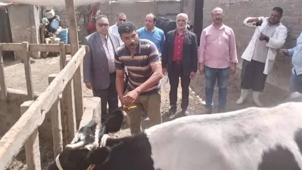 محافظ الدقهلية: تطعيم 219 ألف رأس من الماشية ضد الحمى القلاعية وحمى الوادي المتصدع