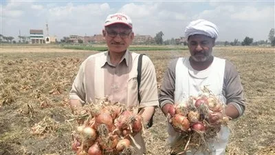 وكيل الزراعة في الشرقية لـ “تحيا مصر”: حصاد أكثر من 25 ألف فدان من البصل وسعر الكيلو 5 جنيهات