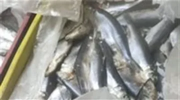 أسعار الأسماك في سوق العبور اليوم الأربعاء 28 مايو: البلطي بـ80 جنيهًا