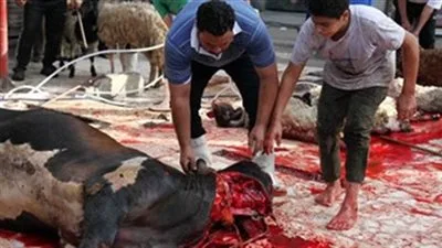 استعدادًا لعيد الأضحى المبارك: خدمات ذبح مجانية وتعاون بين البيطري والأجهزة الرقابية في الأقصر