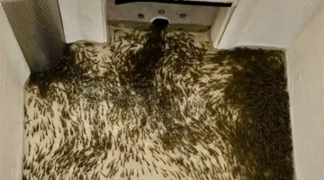 إطلاق 300 ألف زريعة سمك في بحيرة حمرين