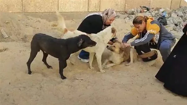 الطبيب البيطري في الإسماعيلية يطلق حملة لتطعيم Dogs الشوارع ضد داء الكلب الطبيب البيطري في الإسماعيلية يطلق حملة لتطعيم Dogs الشوارع ضد داء الكلب