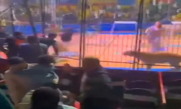 غدًا.. انطلاق أولى جلسات محاكمة «أنوسه كوته» في قضية هجوم النمر على عامل السيرك في طنطا