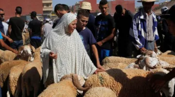 مزاد ‘إبل برقاش’: فعالية بارزة في مصر تُعزز توزيع الثروة الحيوانية