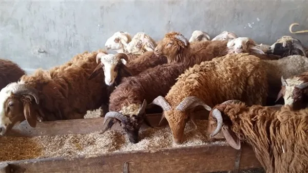 225 جنيهًا للكيلو: تعرف على أسعار اللحوم في منافذ التموين قبل عيد الأضحى 225 جنيهًا للكيلو: تعرف على أسعار اللحوم في منافذ التموين قبل عيد الأضحى