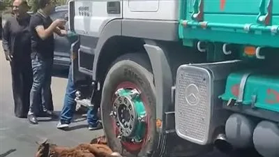 حادثة أليمة: شاحنة تصيب 20 رأساً من الأغنام أثناء عيد الأضحية في الغربية حادثة أليمة: شاحنة تصيب 20 رأساً من الأغنام أثناء عيد الأضحية في الغربية