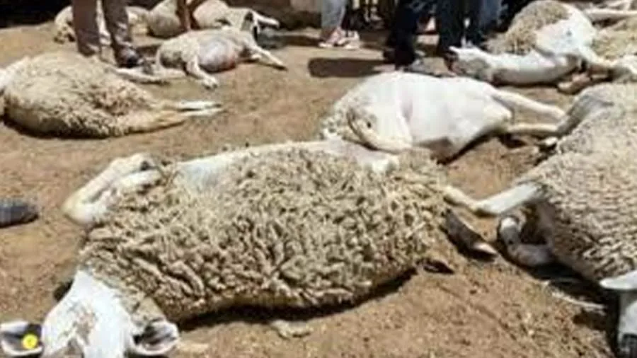 صور: شاحنة تدهس قطيع أغنام في الغربية وتسبب نفوقها صور: شاحنة تدهس قطيع أغنام في الغربية وتسبب نفوقها