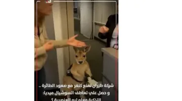 شركة طيران ترفض السماح بدخول كنغارو مع مالكته إلى الطائرة (فيديو)