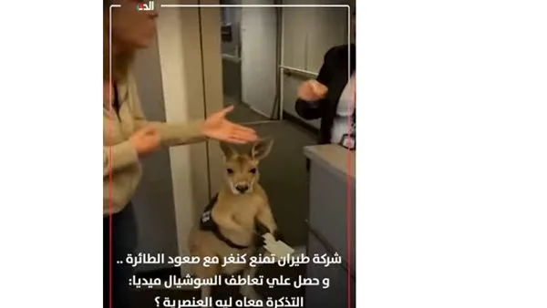 شركة طيران ترفض السماح بدخول كنغارو مع مالكته إلى الطائرة (فيديو) شركة طيران ترفض السماح بدخول كنغارو مع مالكته إلى الطائرة (فيديو)
