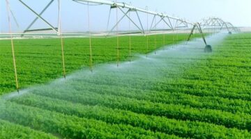 مسئول بمؤسسة التمويل الدولية: نستثمر مليار دولار بالمشروعات الزراعية في مصر خلال 2025