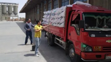 200 ألف طن.. إمدادات قياسية من القمح في الفيوم